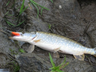 Hauki 600 g