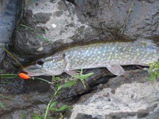Hauki 1,30 kg