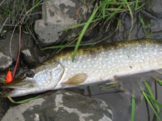 Hauki 1,55 kg