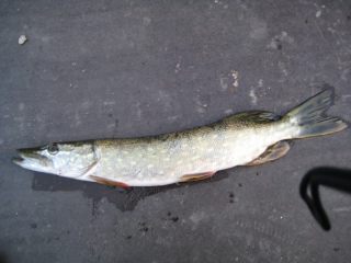 Hauki 500 g