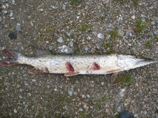 Hauki 1,16 kg