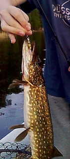 Hauki 1,20 kg