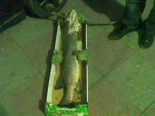 Hauki 10,27 kg