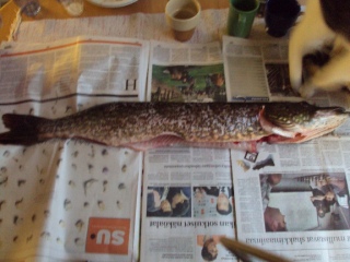 Hauki 3,00 kg