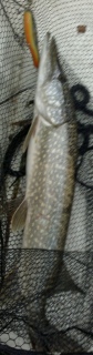 Hauki 3,60 kg