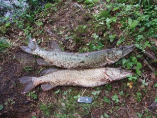 Hauki 6,22 kg