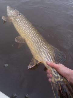 Hauki 7,00 kg