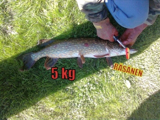 Hauki 5,00 kg