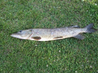 Hauki 2,60 kg