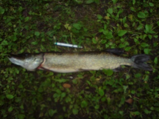 Hauki 2,10 kg