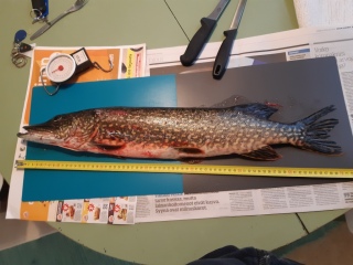 Hauki 2,10 kg