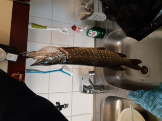 Hauki 1,00 kg