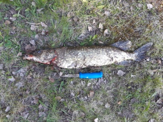 Hauki 1,70 kg