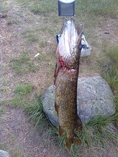 Hauki 1,70 kg