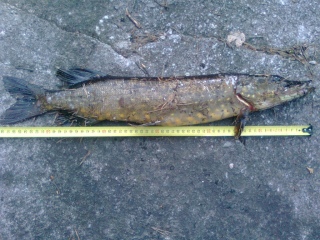 Hauki 1,50 kg