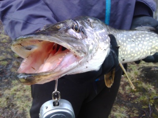 Hauki 1,57 kg