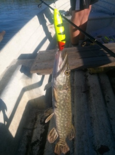 Hauki 345 g