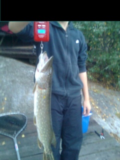 Hauki 1,04 kg