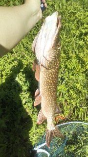 Hauki 6,10 kg