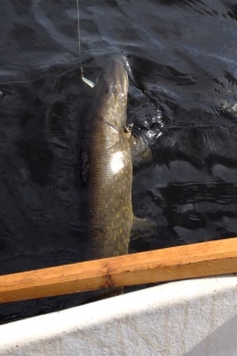 Hauki 4,00 kg