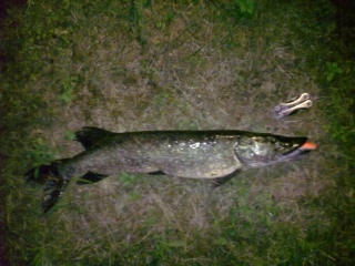 Hauki 2,30 kg
