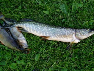 Hauki 2,00 kg