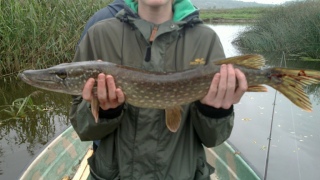 Hauki 2,25 kg