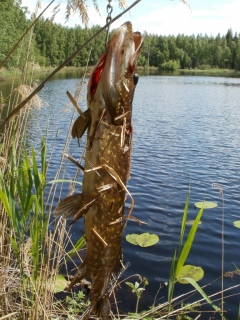 Hauki 1,10 kg