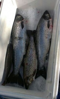 J�rvilohi 4,20 kg