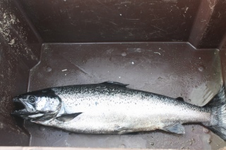 J�rvilohi 2,20 kg