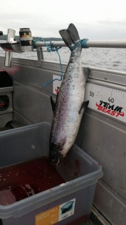 J�rvilohi 3,20 kg