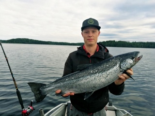 Järvilohi 4,00 kg
