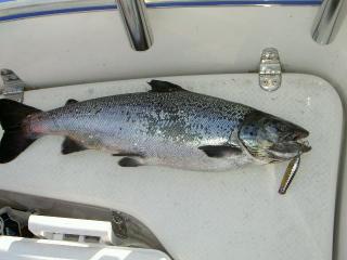 J�rvilohi 2,50 kg