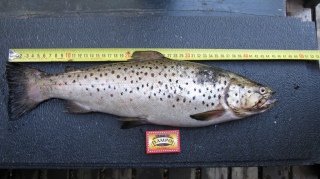 J�rvitaimen 1,40 kg