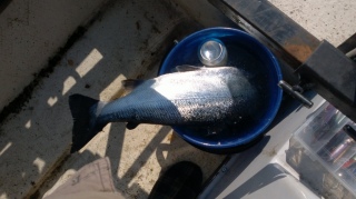 J�rvilohi 2,20 kg