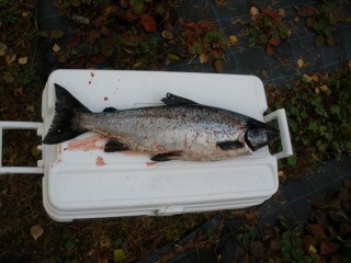 J�rvilohi 2,26 kg