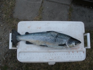 J�rvilohi 2,10 kg