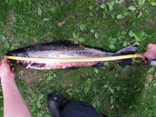 J�rvilohi 2,80 kg