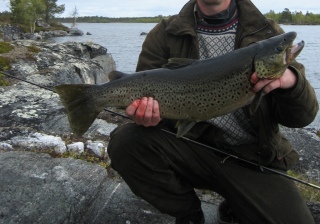 J�rvitaimen 4,50 kg