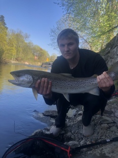 Taimen 3,00 kg
