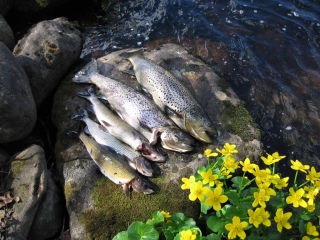 J�rvitaimen 1,20 kg