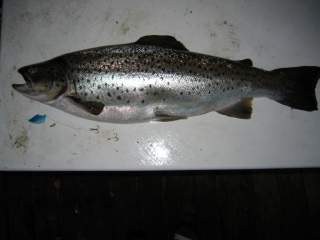 J�rvitaimen 3,20 kg