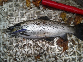J�rvitaimen 2,20 kg