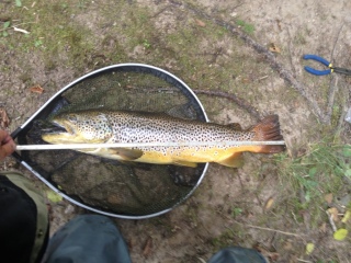 J�rvitaimen 2,73 kg