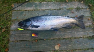 J�rvilohi 2,91 kg