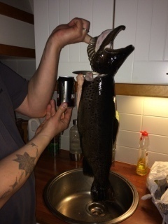 J�rvitaimen 3,40 kg