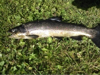 J�rvitaimen 1,10 kg