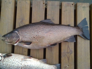 J�rvitaimen 4,50 kg