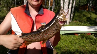 J�rvitaimen 1,10 kg