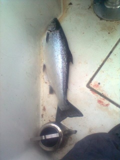 J�rvitaimen 2,40 kg
